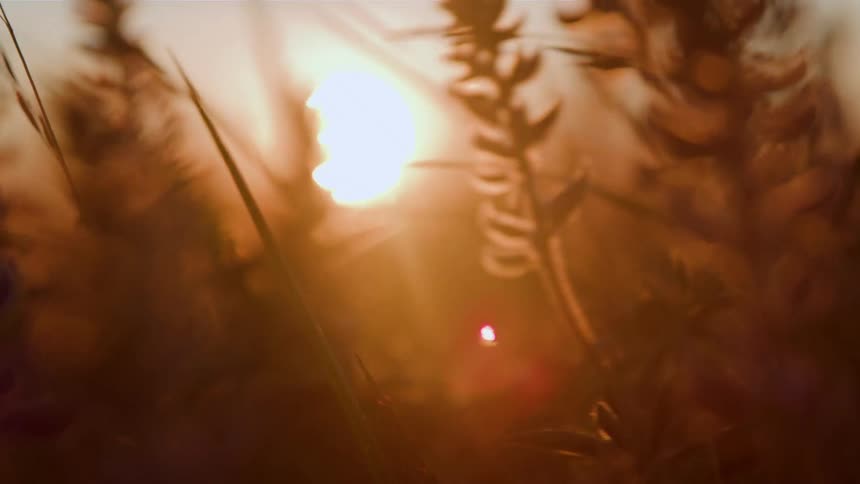 A dreamy and hazy closeup shot moves slowly through a field of silhouetted wildflowers their delicate shapes outlined by the warm brilliant glow and lens flares of the setting sun in the background
