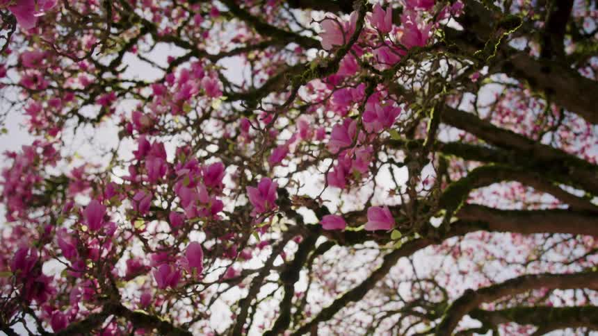 A beautiful lowangle shot drifts slowly as if walking under a large magnolia tree looking up as the bright spring sun flares and shines through the canopy of thick branches filled with vibrant pink blossoms