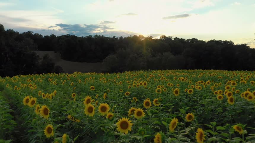 A field of sunflowers with trees in the background moves with the light of the sun