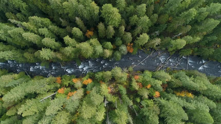 A river cuts through a forest