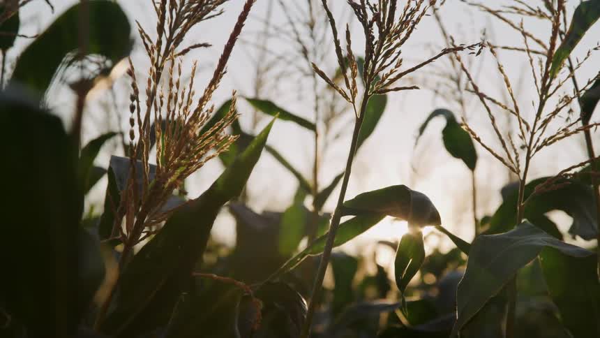 Sun shines through the plants in a corn field