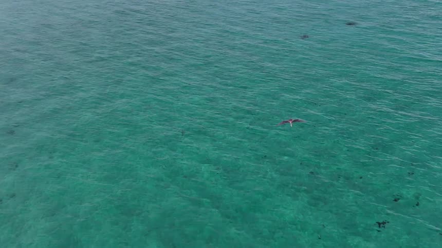 A bird flies over the ocean by the shore