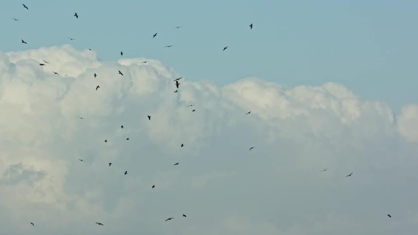 Large flock of birds circling the sky on a cloudy day