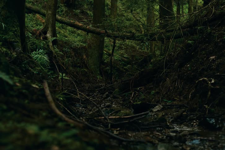 A dark lush forest floor is covered in tangled branches and fallen trees with moss and green foliage thriving in the damp environment