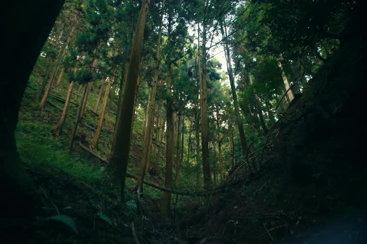 A narrow mosslined ravine cuts between steep banks as tall trunks rise toward a slivered sky