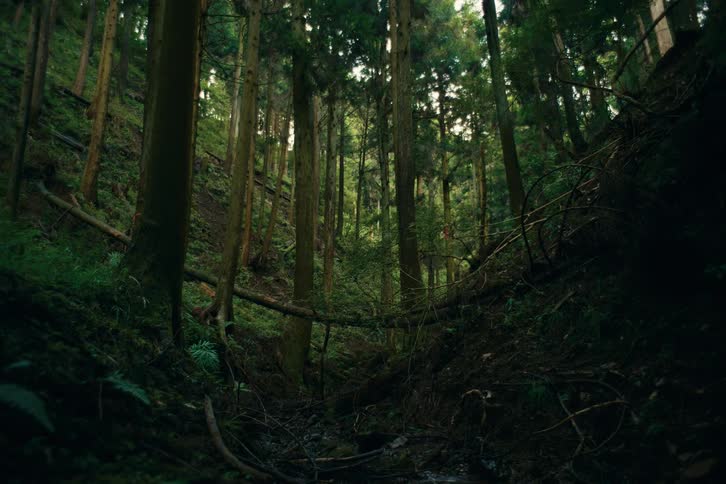 A shot shows a view of a forest with trees foliage and a water stream on the forest floor