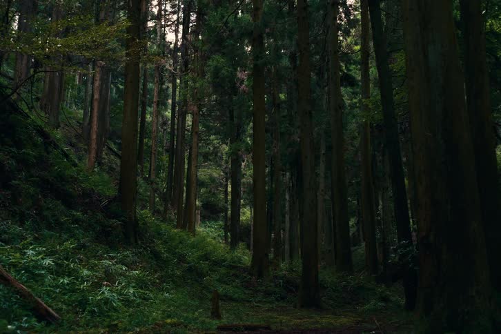 A shot shows a view of a forest with trees and a forest floor
