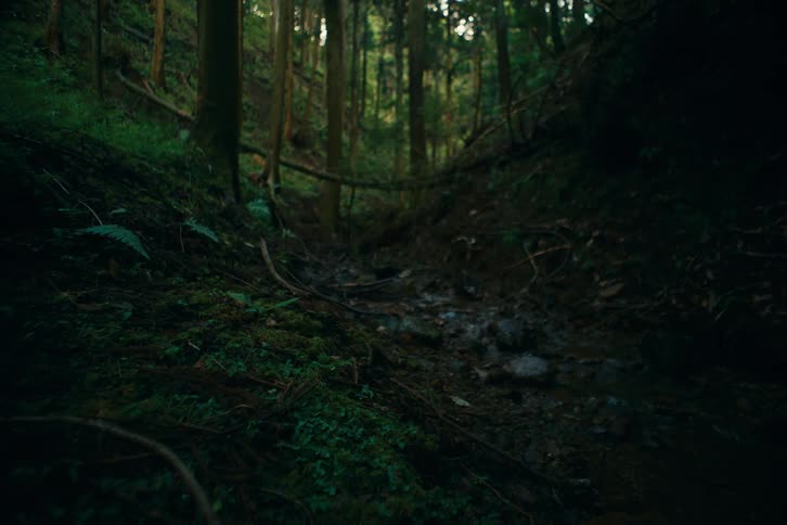 The dark damp forest floor is covered in moss fallen branches and dense foliage with taller trees visible in the background