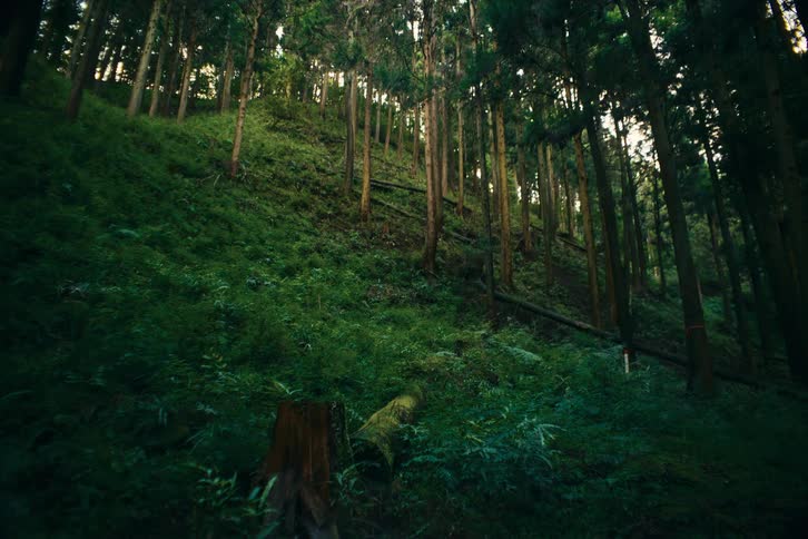 Steep hillside covered with tall trees and dense vegetation