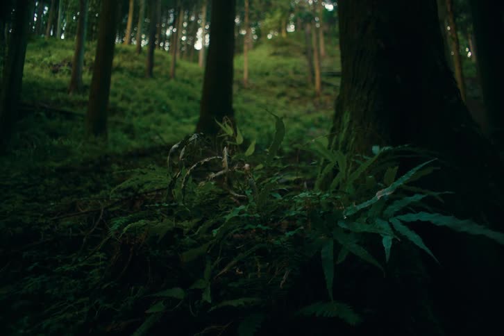 Leaves on plants located near the base of a tree on a forested slope sway in the wind on a summer day