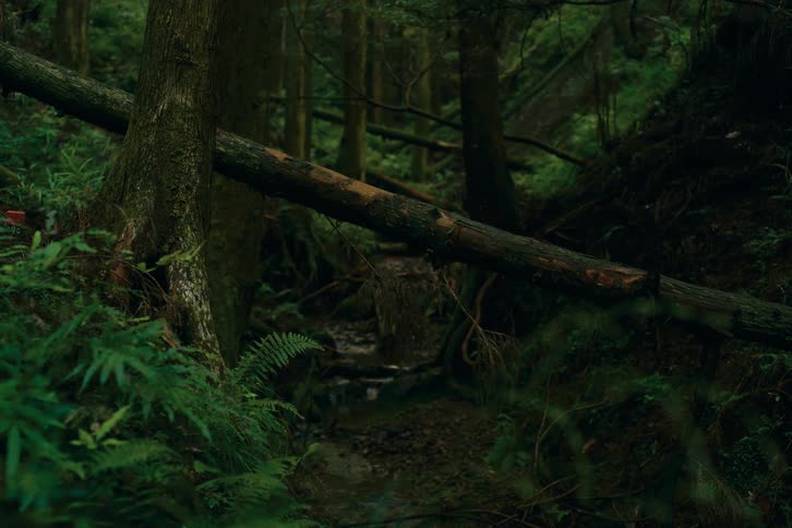 A fallen tree lies across a dense green forest with ferns and undergrowth