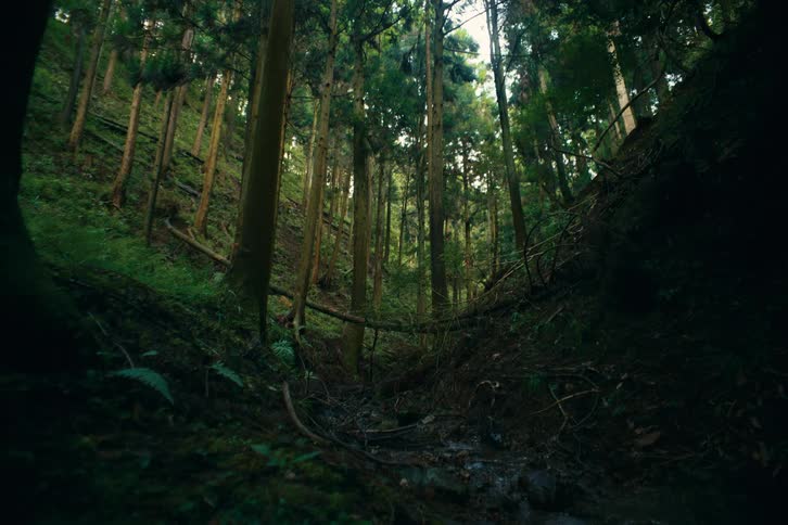 A shot shows a view of a forest with trees foliage and a water stream on the forest floor