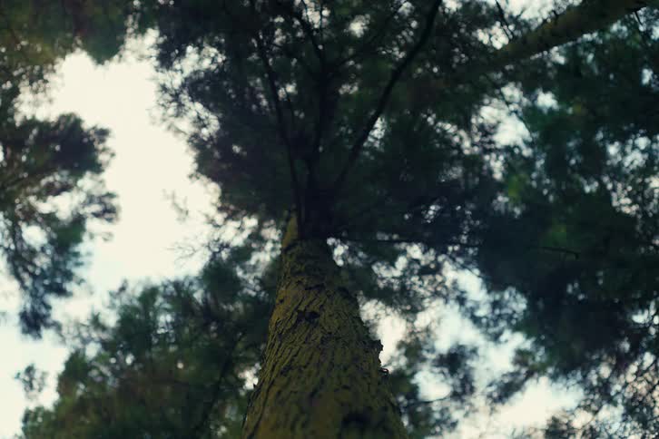 Tall conifers stand under a clouded sky during the daytime