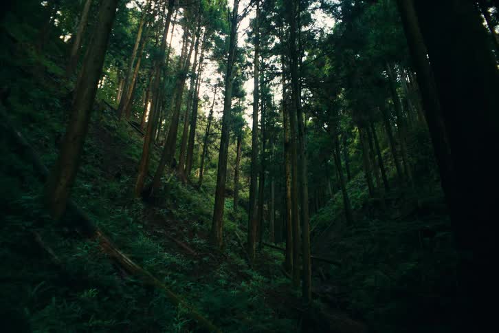 Tall trees stand in a dense green forest as sunlight filters through