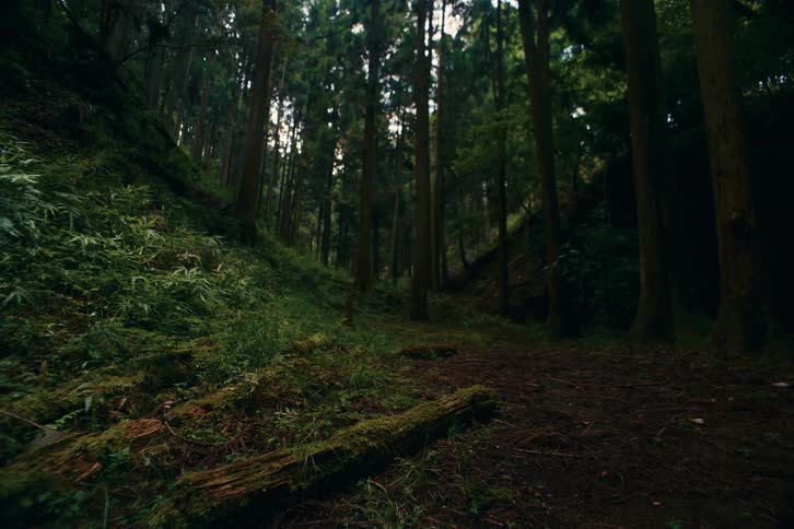 A forest is shown with several trees standing around logs and foliage