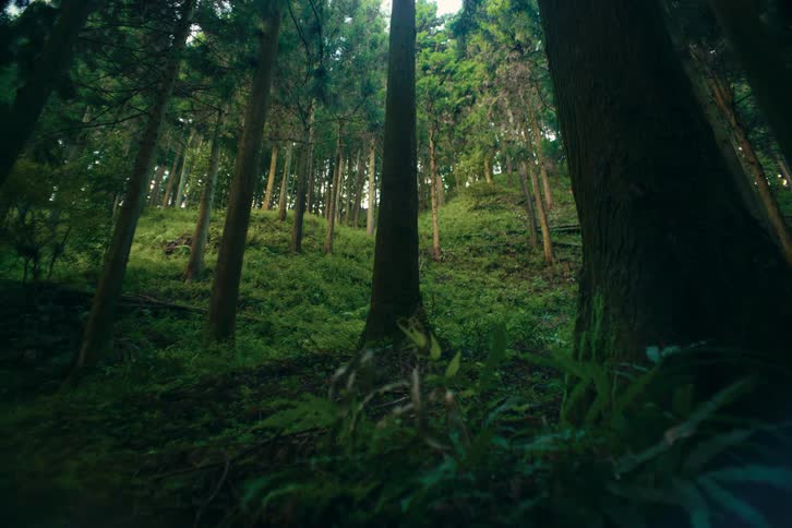 Tree trunks rise in a dense forest over a green hillside