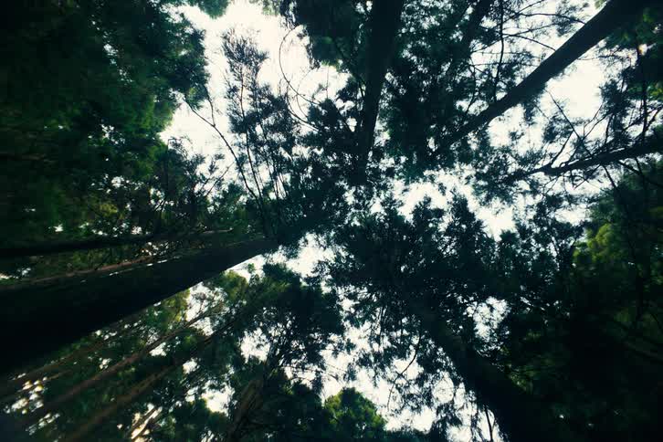 Tall tree canopies meet against the bright sky
