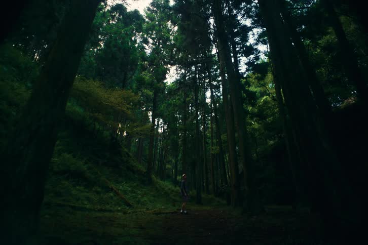 A lone hiker stands amidst a dense forest looking up at the towering trees and the sliver of bright sky above