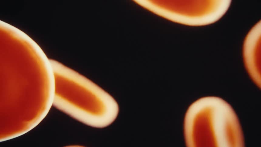 This microscopic video shows several red blood cells floating in a black liquid the cells are illuminated and appear to be rotating in the fluid creating a calm and mesmerizing motion
