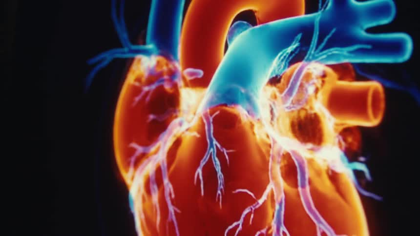 The video begins with a closeup digital rendering of a human heart with the major veins and arteries shown in glowing orange and blue the camera then slowly zooms out revealing more of the hearts structure and its branching vascular system