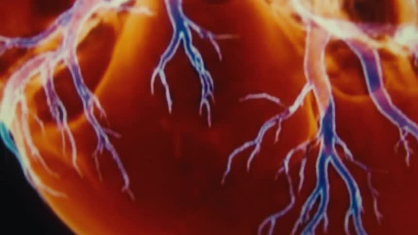 Medical illustration of a human heart in vibrant tones with blue blood vessels