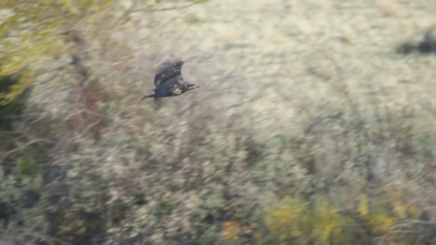 A dark brown juvenile bald eagle with a spotted body flies low over a river banking to the left and flying away from the shore with its wings flapping