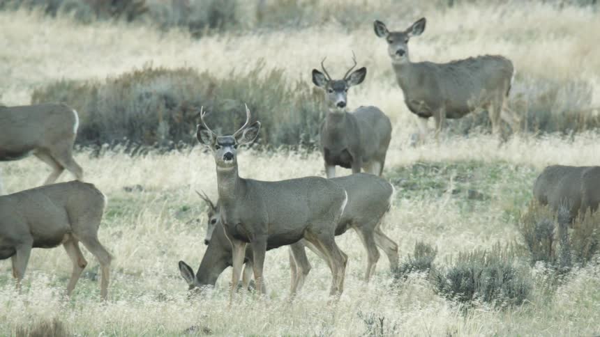 A shot shows a group of deer standing in a grassland with some of the deer grazing