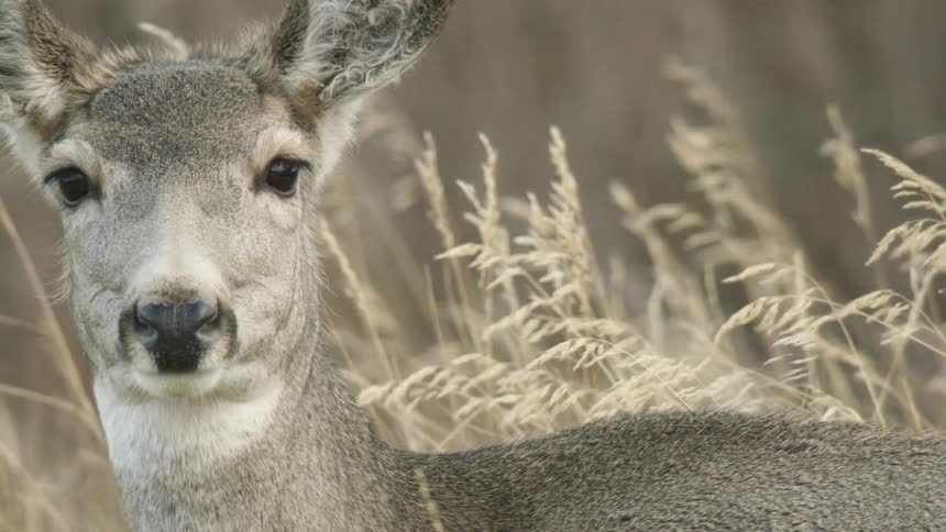 A closeup shot shows a deer raising its head and looking at the camera