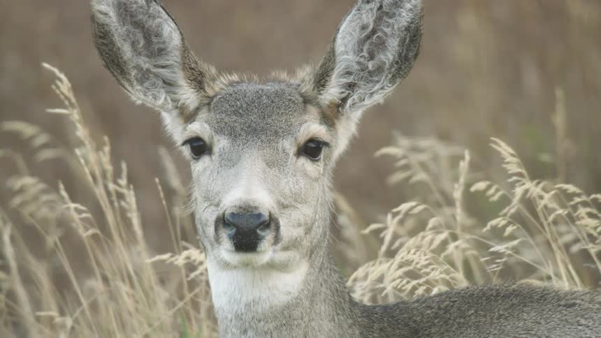 Young deer in the middle of dry grass