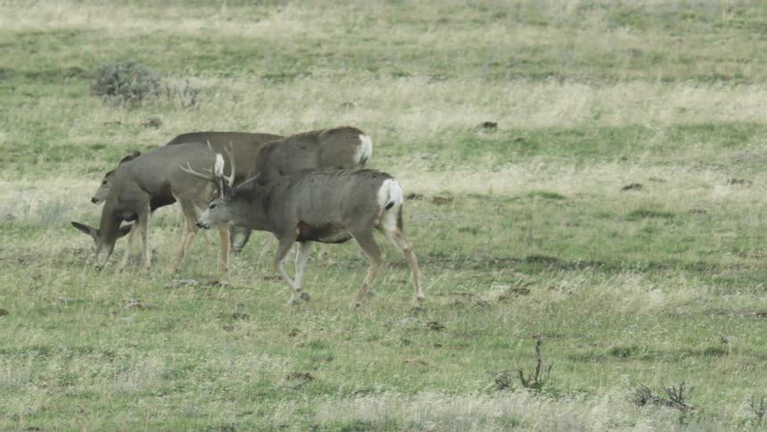 Deer grazing in an open field covered with dry and green grass