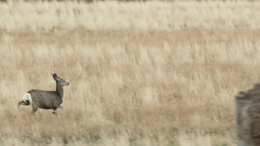 Deer running in a field of dry grasses