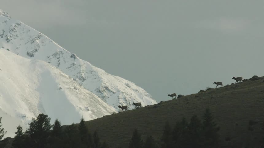 Silhouettes of elk walking down a slope with a snowy mountain in the background