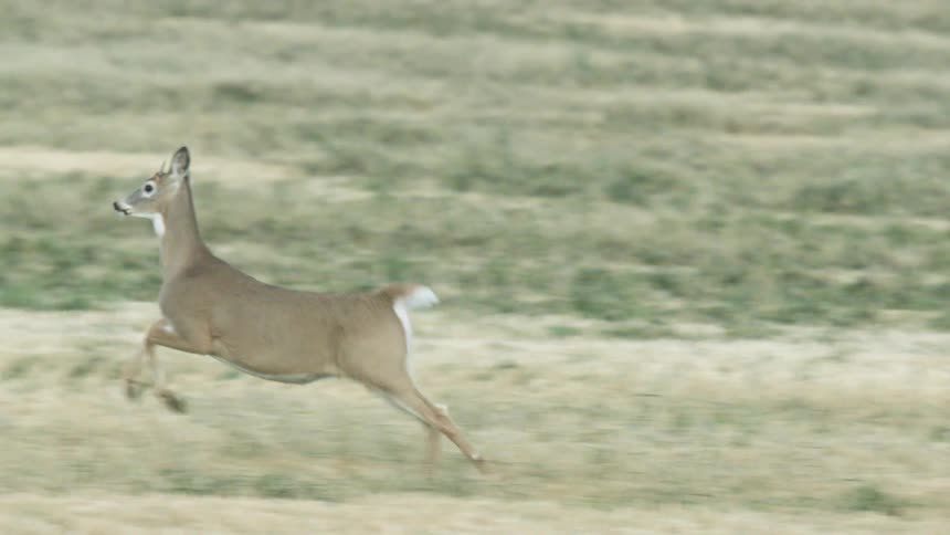 A deer runs and jumps across a field with dry grass