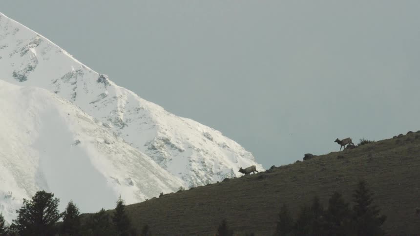 Animals descending a steep slope with another mountain in the background covered in snow