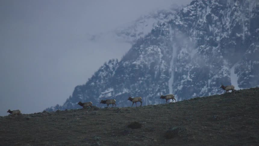 Herd of elk walking along a ridge with snowcovered peaks in the background