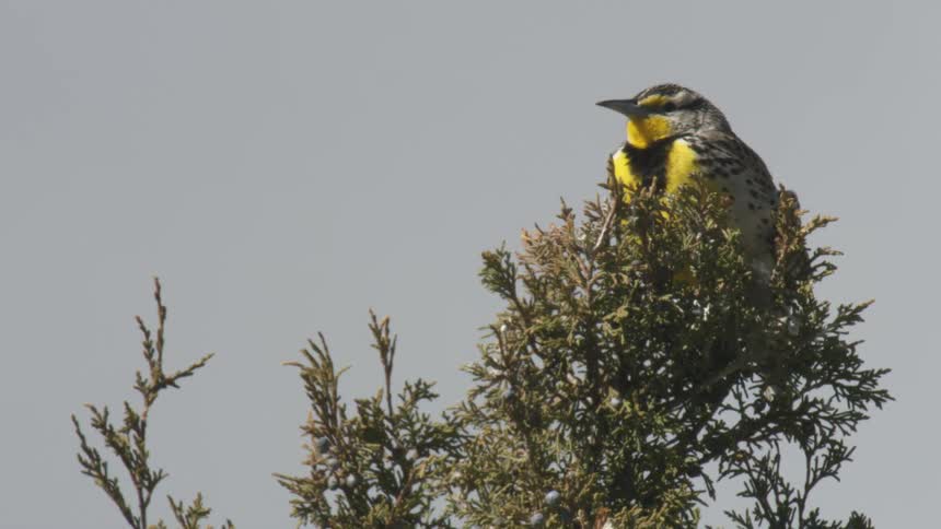 A bird with black white and yellow feathers perches on a tree branch and looks around