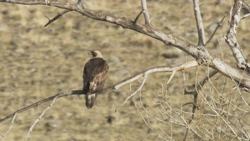 Raptor perches on a leafless tree in the wilderness during the daytime