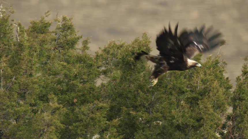 Raptor flies from tree branch