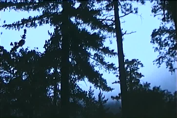 The first line of the video shows a static wide shot of a forest with tall trees silhouetted against a dark cloudy sky the second line shows the camera slowly tilting upwards revealing more of the tree canopies against the ominous sky