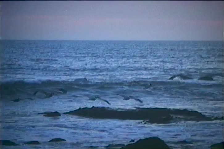 The first line shows a closeup shot of a single bird flying across a cloudy sky the camera then cuts to a wider shot showing a flock of birds flying low over a rocky ocean coastline as waves crash on the shore