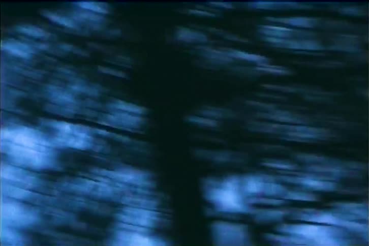 Trees outdoors in a woodland area