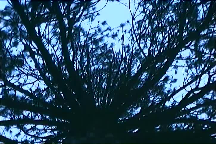 Tree branches and leaves waving with the wind