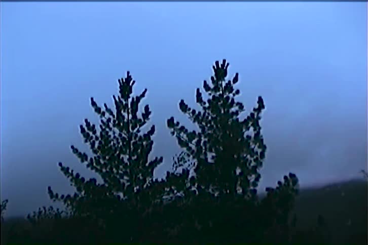 A wide shot captures two small dark trees silhouetted against a cool blue night sky the trees stand out against the backdrop with the wind causing their branches to gently sway back and forth