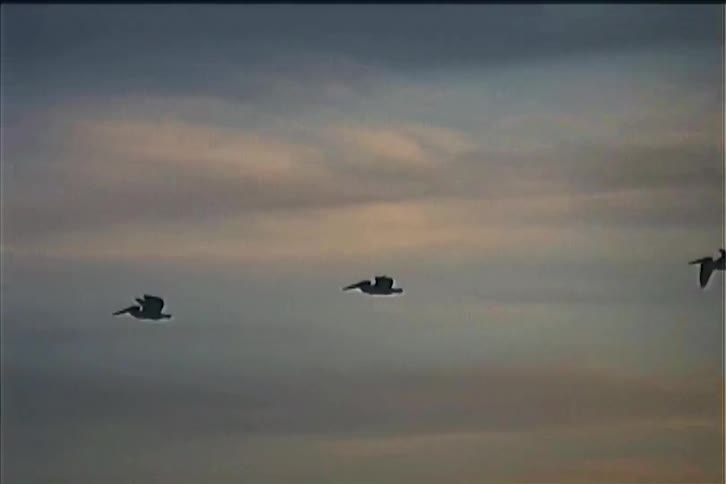 A flock of three birds flying west in the sky at sunset