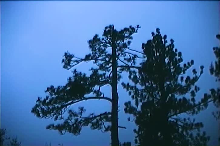 Trees outdoors in a woodland area