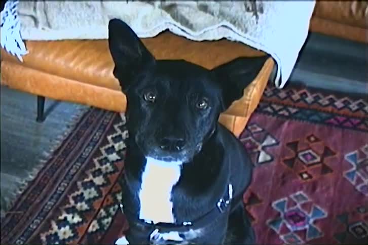 A person is petting a dog on its head while the dog looks around and looks up at the camera