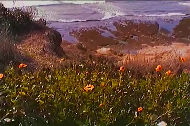 Sunflower vegetation at the sea coast during daytime
