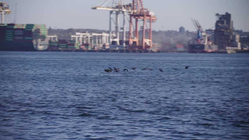 A flock of birds flies over a river in an urban area