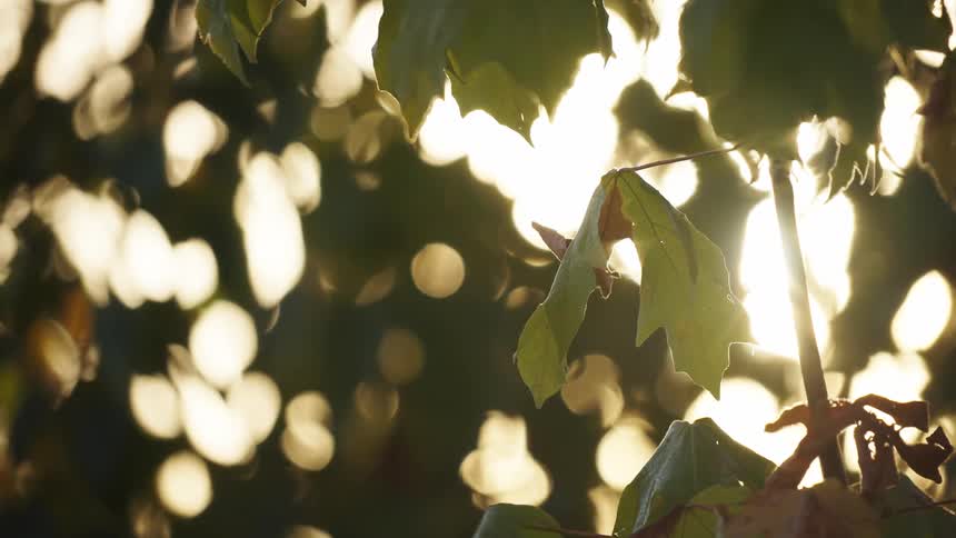 Green leaves illuminated by sunlight amid a golden blurred background