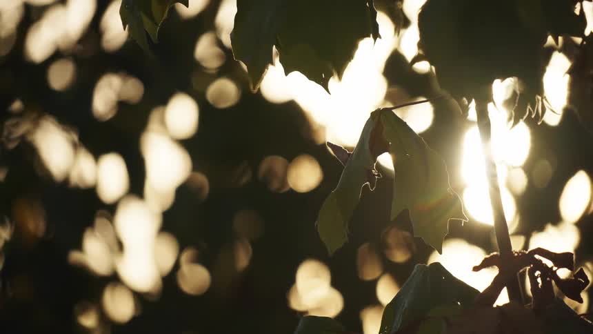 Leaves in the foreground with the sun shining in the background among blurred lights